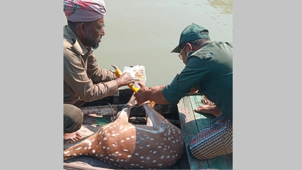 বনের হরিণ লোকালয়ের ঝোপে, উদ্ধারের পর বনেই অবমুক্ত