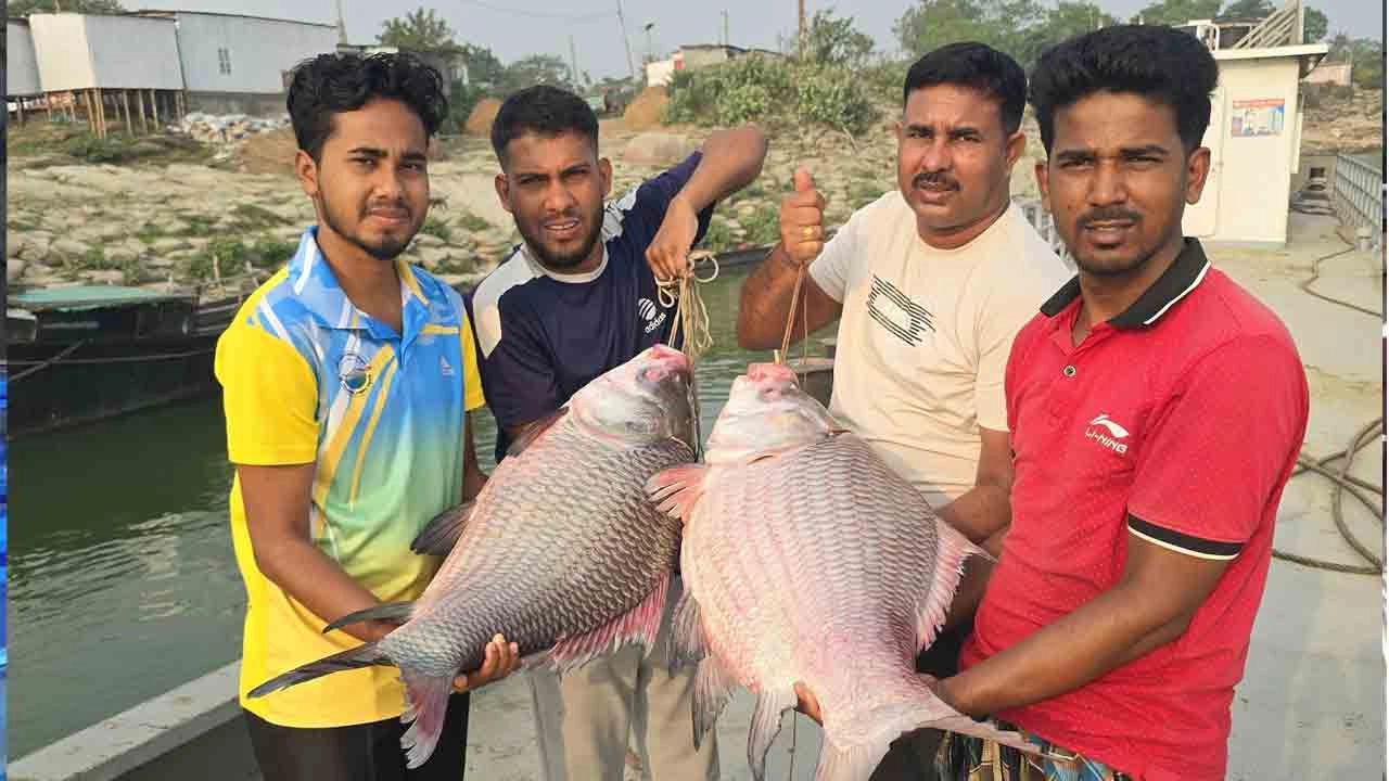 পদ্মা নদীতে ধরা দুটি বিশাল আকৃতির কাতলা মাছ
