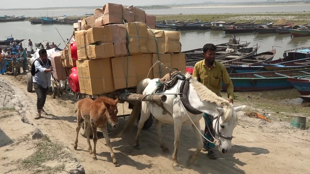 মায়ের পাশে হেঁটে চলেছে ছোট্ট একটি বাচ্চা ঘোড়া নাম সুলতান