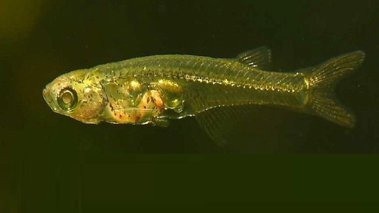 ড্যানিয়েনেলা সেরিব্রাম