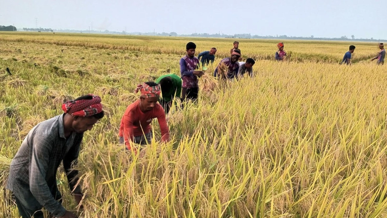 রাণীনগরে ধান কাটাচ্ছেন কৃষকরা