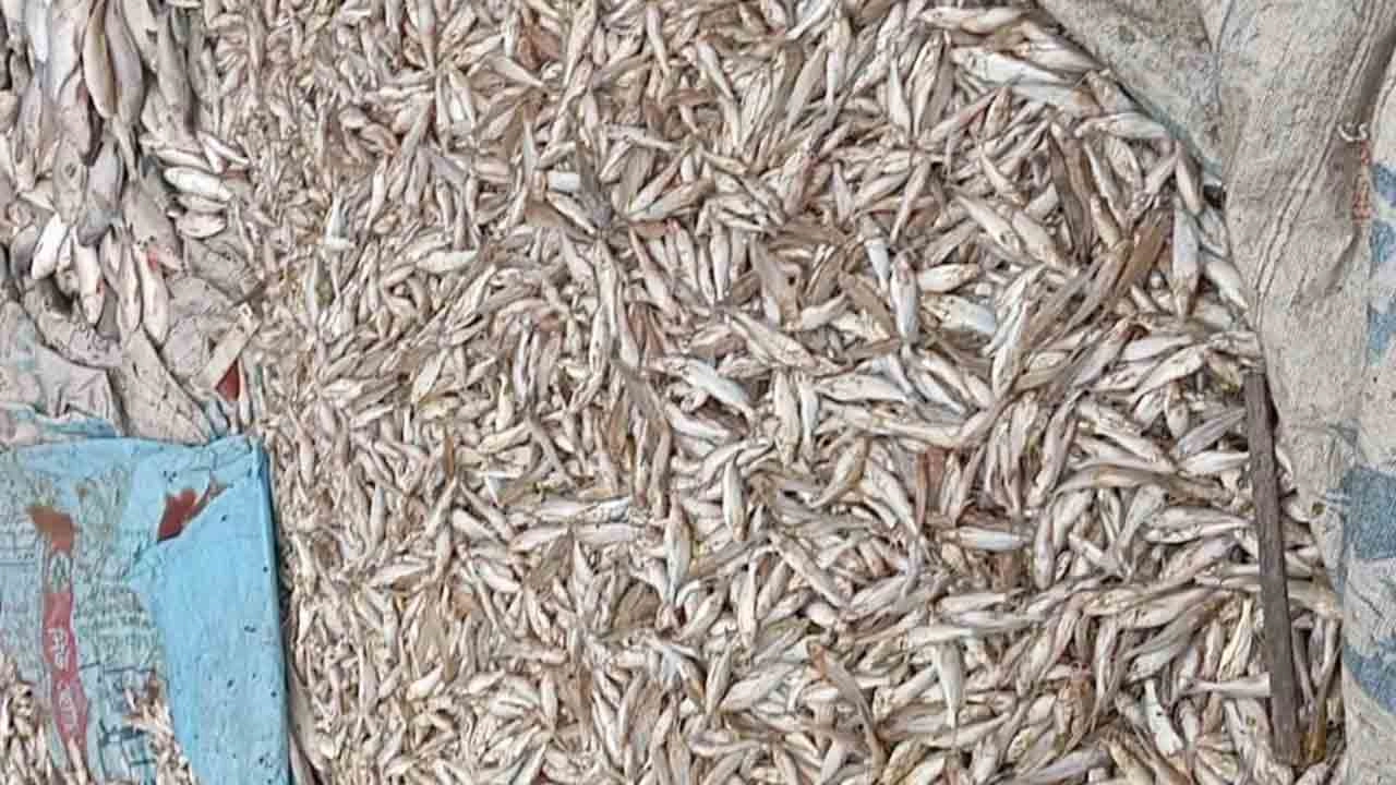 তাড়াইলে পুকুরে বিষ প্রয়োগে শতমন মাছ নিধন