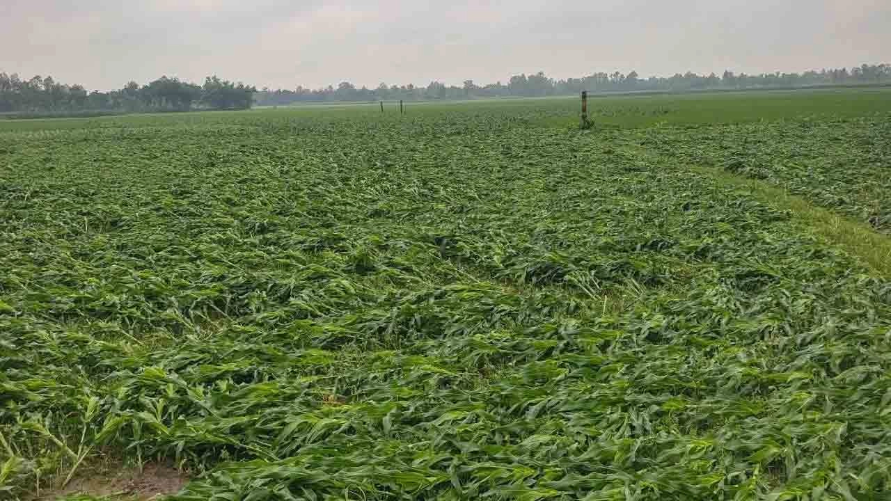 কালবৈশাখী তাণ্ডবে লন্ডভন্ড ভুট্টা ক্ষেত