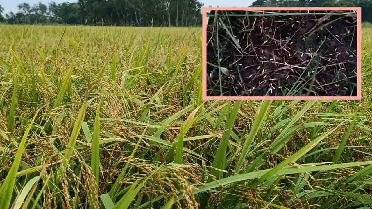 কালবৈশাখী ও শিলাবৃষ্টিতে মতলব উত্তরে ৪৪৫ হেক্টর ফসলি জমি ক্ষতিগ্রস্ত