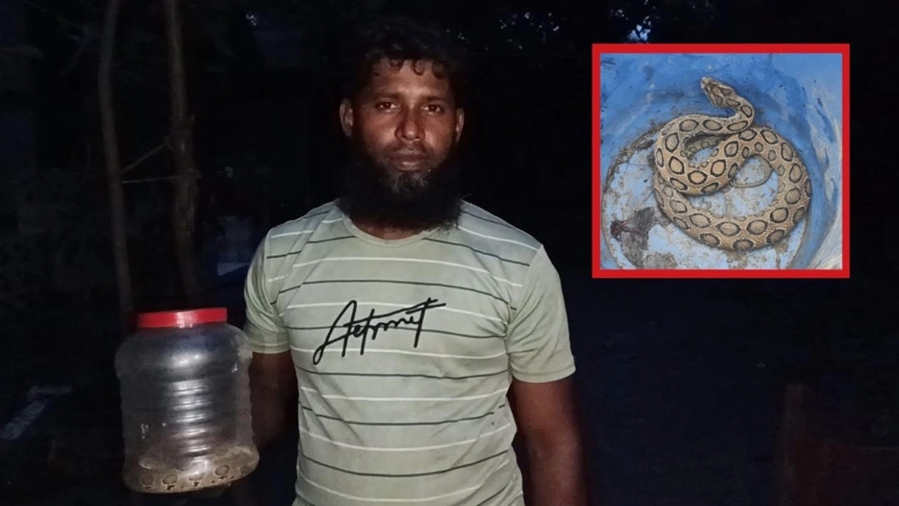 মেঘনা নদীর পাড় থেকে উদ্ধার হওয়া বিষধর রাসেল ভাইপার (চন্দ্রবোড়া) সাপটি প্লাস্টিকের পাত্রে বন্দি করে দেখাচ্ছেন আহত যুবক মো. সোহেল। ইনসেটে উদ্ধার হওয়া সাপটি।