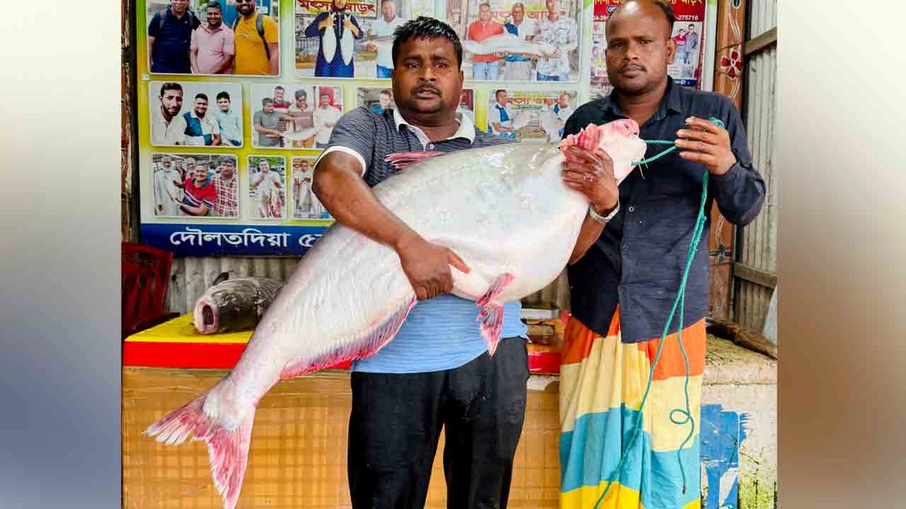 এক পাঙাশ ৭১ হাজার টাকায় বিক্রি