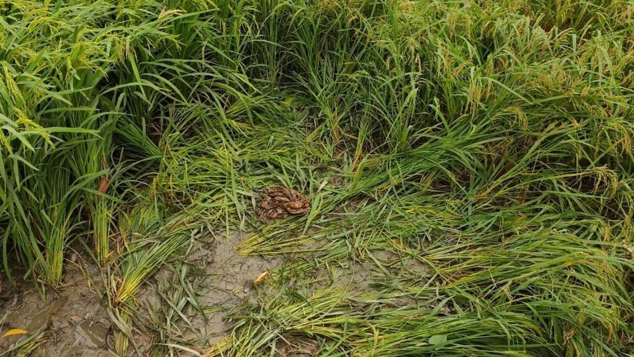 ধান ক্ষেত