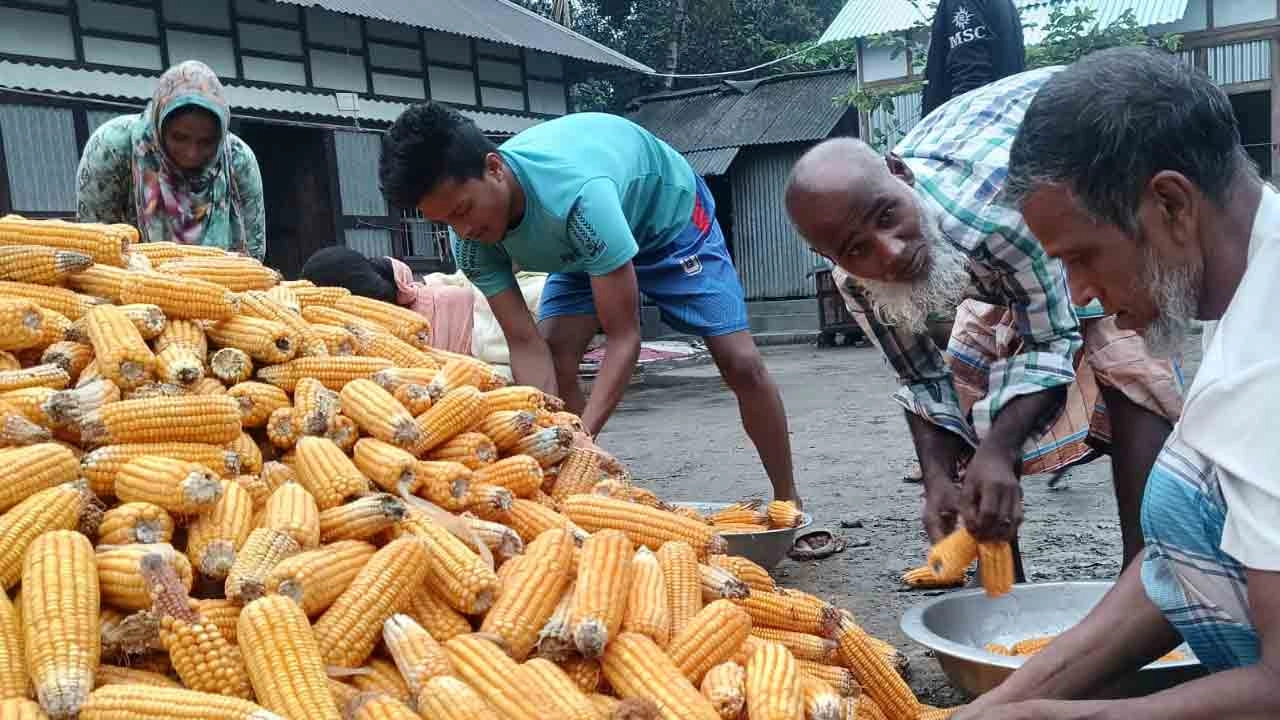 কালবৈশাখীর থাবায় ভুট্টা চাষে বড় ধাক্কা, উঠোনেই ঘামছে কৃষকের স্বপ্ন