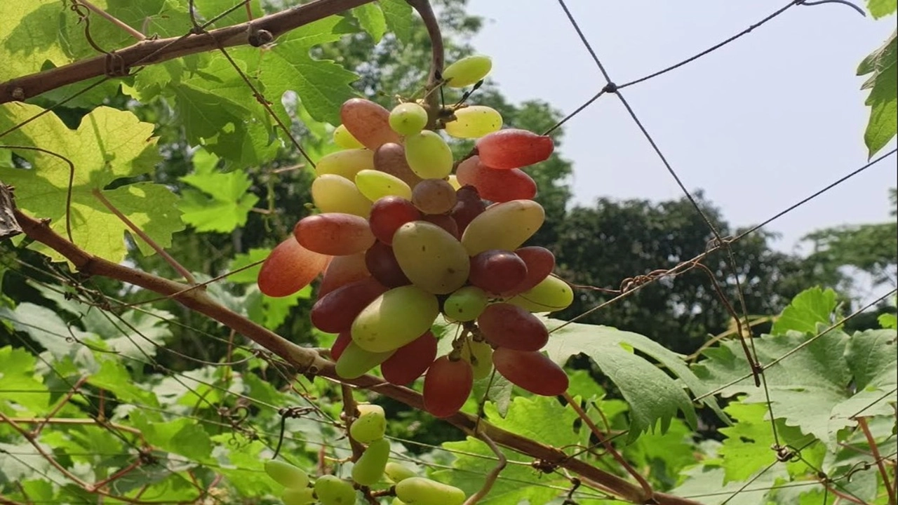 চাঁদপুরের মতলব উত্তর উপজেলার ছোট হলদিয়া গ্রামে নিজস্ব বাগানে উৎপাদিত বিষমুক্ত ও সুস্বাদু আঙুর দেখাচ্ছেন তরুণ উদ্যোক্তা ইকরাম খান।