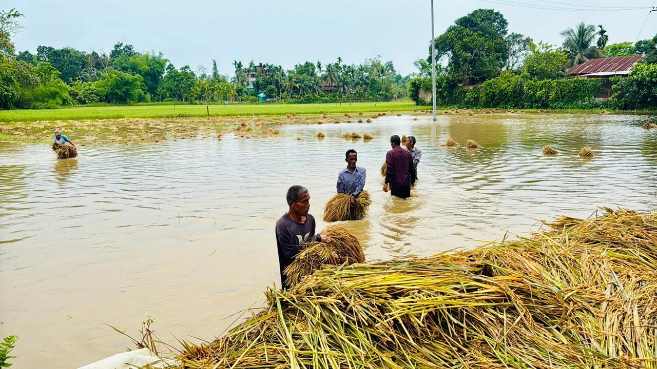 ছবি সংগৃহীত