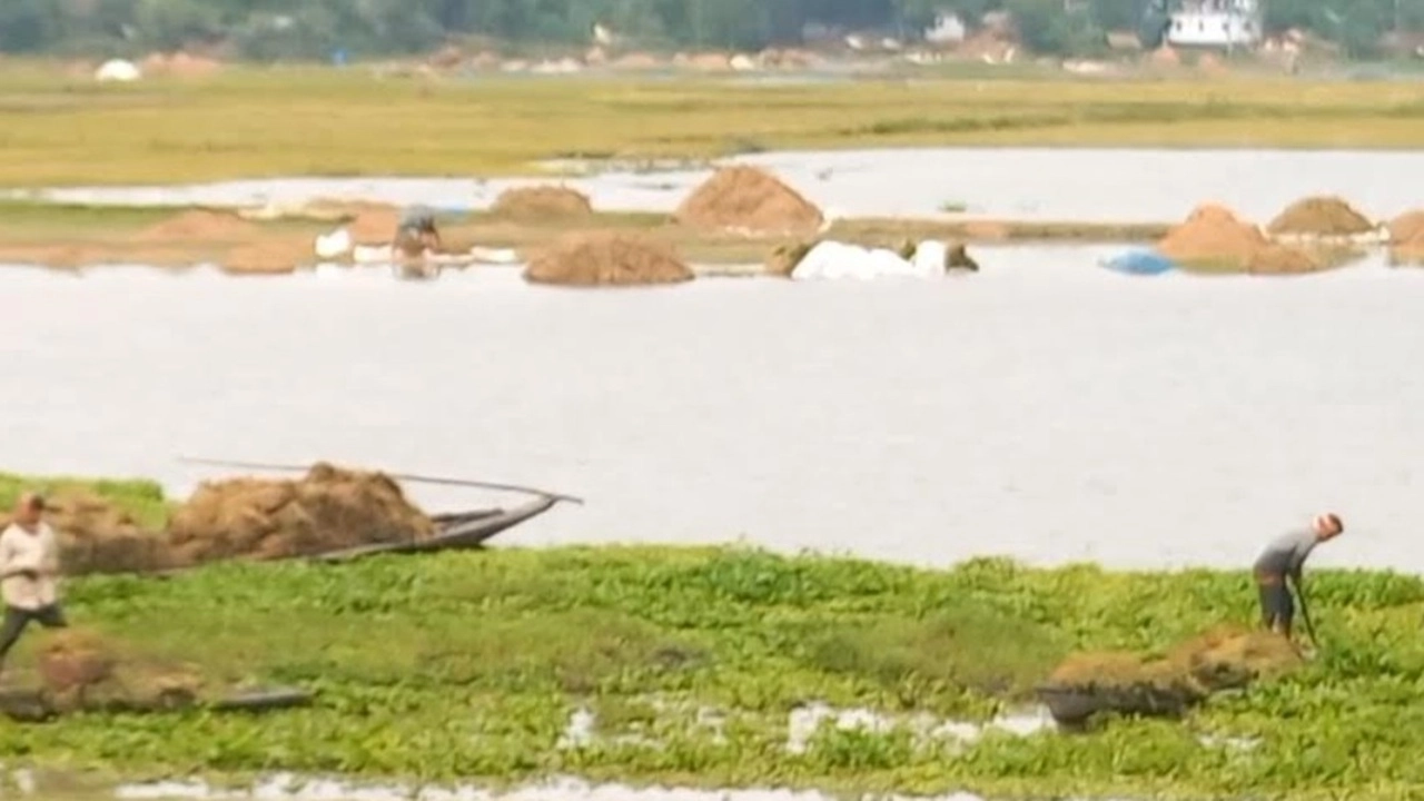 হবিগঞ্জের হাওরে ডুবছে পাকা ধান