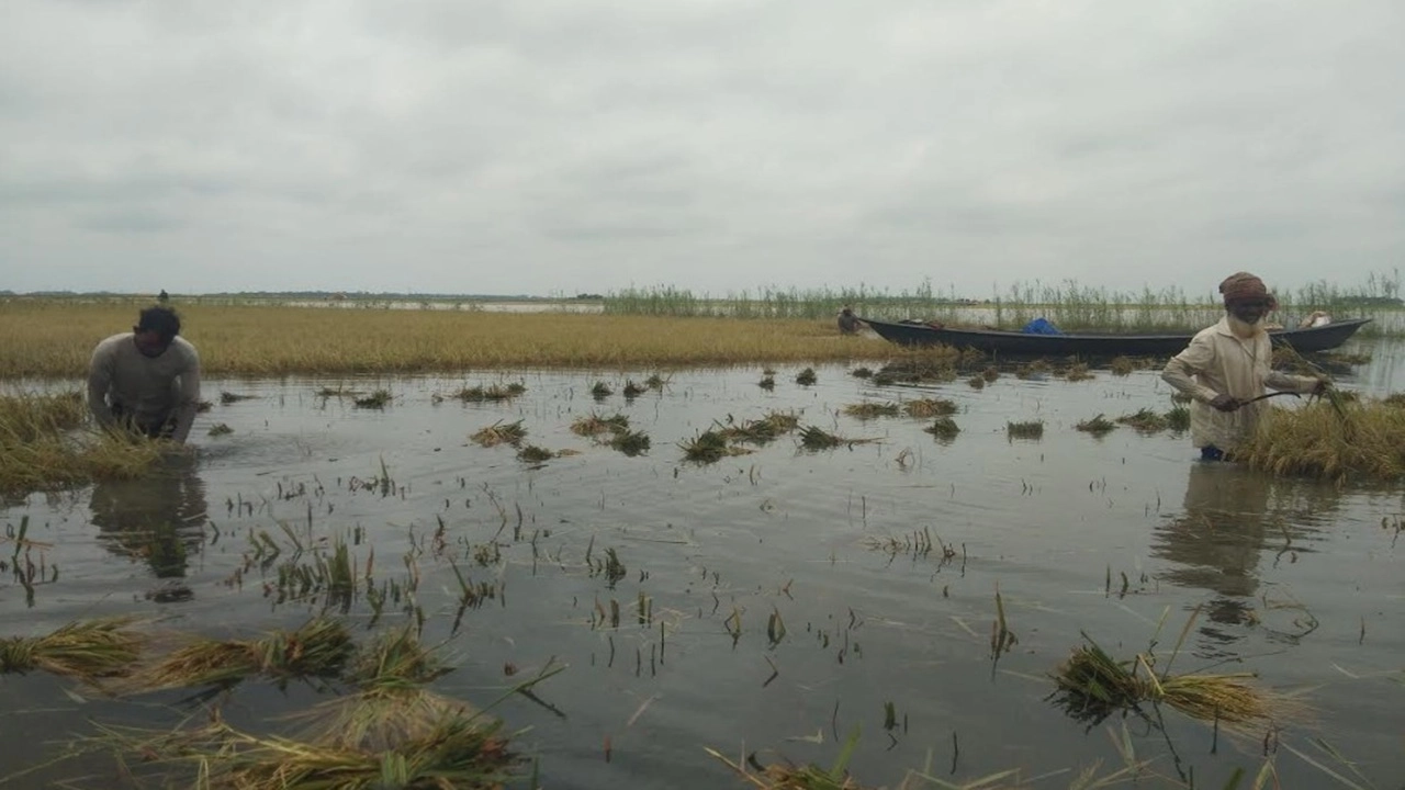 হাওড়ে অকাল বন্যায় তলিয়ে যাচ্ছে সোনালী ফসল, কৃষকের আহাজারি
