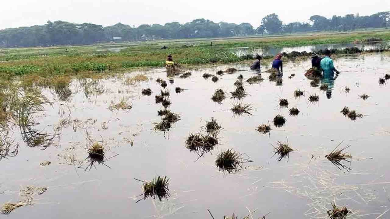 টানা ভারি বর্ষণ ও জলাবদ্ধতার কারণে প্রায় ২০২ হেক্টর জমির বোরো ধান পানির নিচে, পানিতে নেমে ধান কাটছেন কৃষকরা।