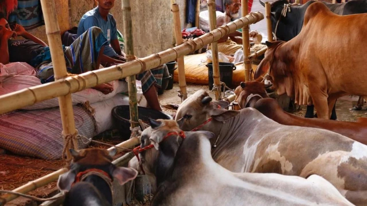 কতটুকু সম্পদ থাকলে কোরবানি দিতে হয়?