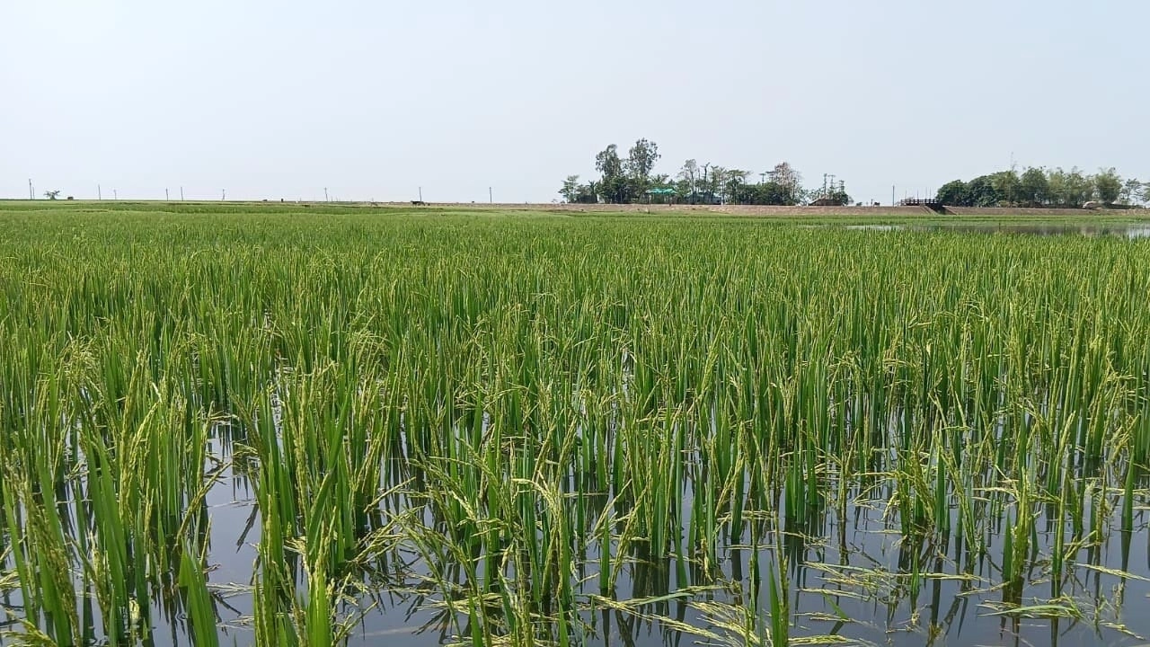 ছবি সংগৃহীত