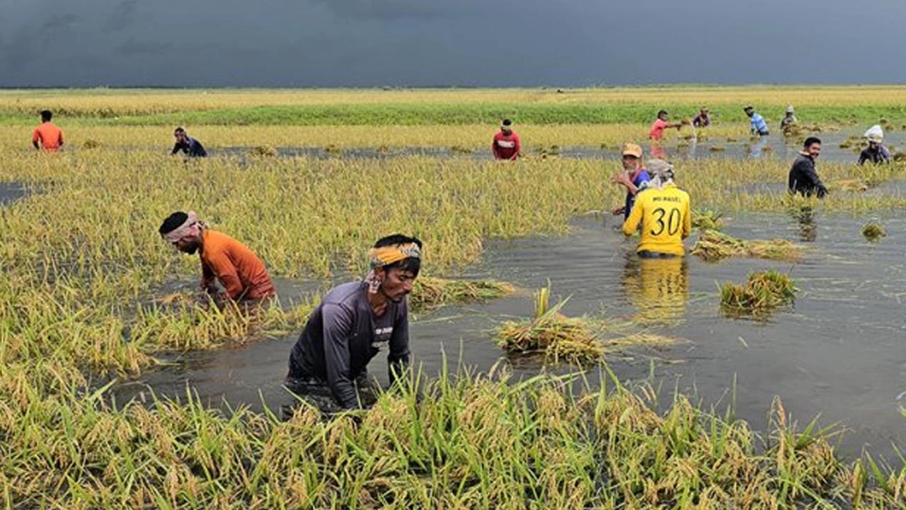 হাওরের ক্ষতিগ্রস্ত কৃষকদের তিনমাস খাদ্য সহায়তা দেওয়া হবে