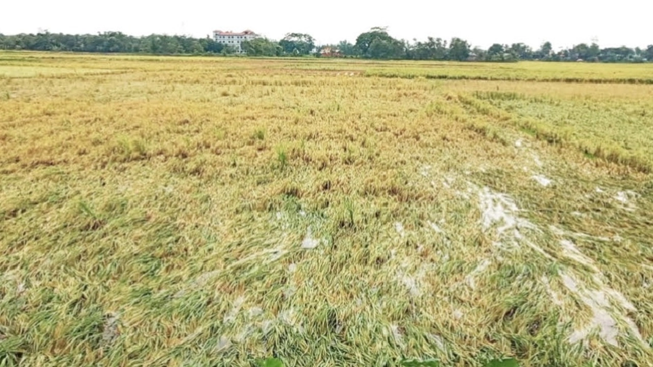 ব্রাহ্মণবাড়িয়ার কসবায় পাকা বোরো ধান