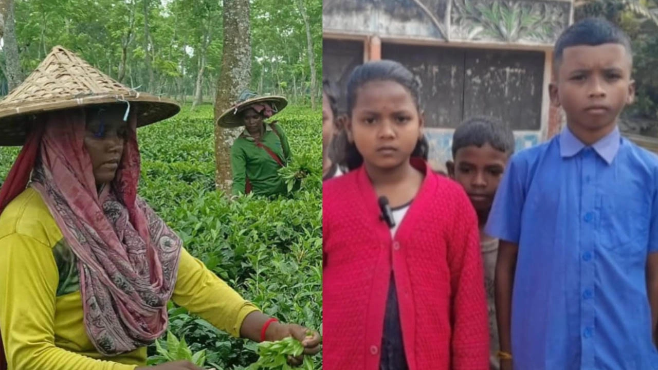 শিক্ষাবঞ্চিত হাজারো শিশু, ৯ চা বাগানে নেই সরকারি প্রাথমিক বিদ্যালয়