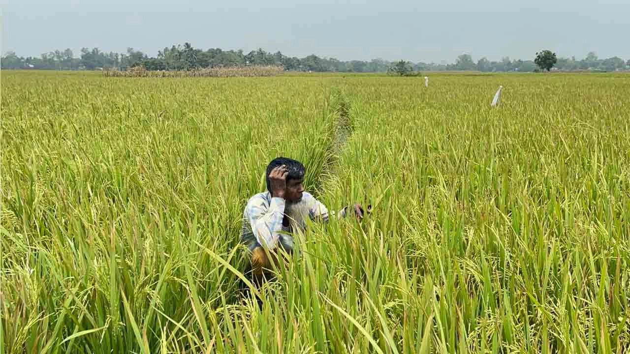 ধামরাইয়ে ইটভাটার বিষাক্ত ধোঁয়া ও তাপের কারণে বোরো ধান পুড়ে নষ্ট