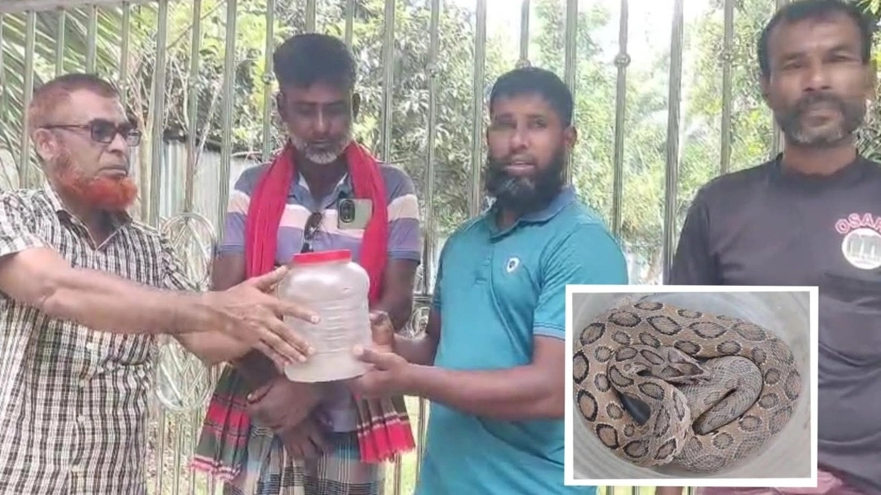 ১১ দিন পর বিষধর রাসেল ভাইপার (চন্দ্রবোড়া) সাপটি বন বিভাগের প্রতিনিধি হাবিব ফরাজির কাছে হস্তান্তর করছেন উদ্ধারকারী মো. সোহেল ও স্থানীয়রা। ইনসেটে; উদ্ধার হওয়া সাপটি।