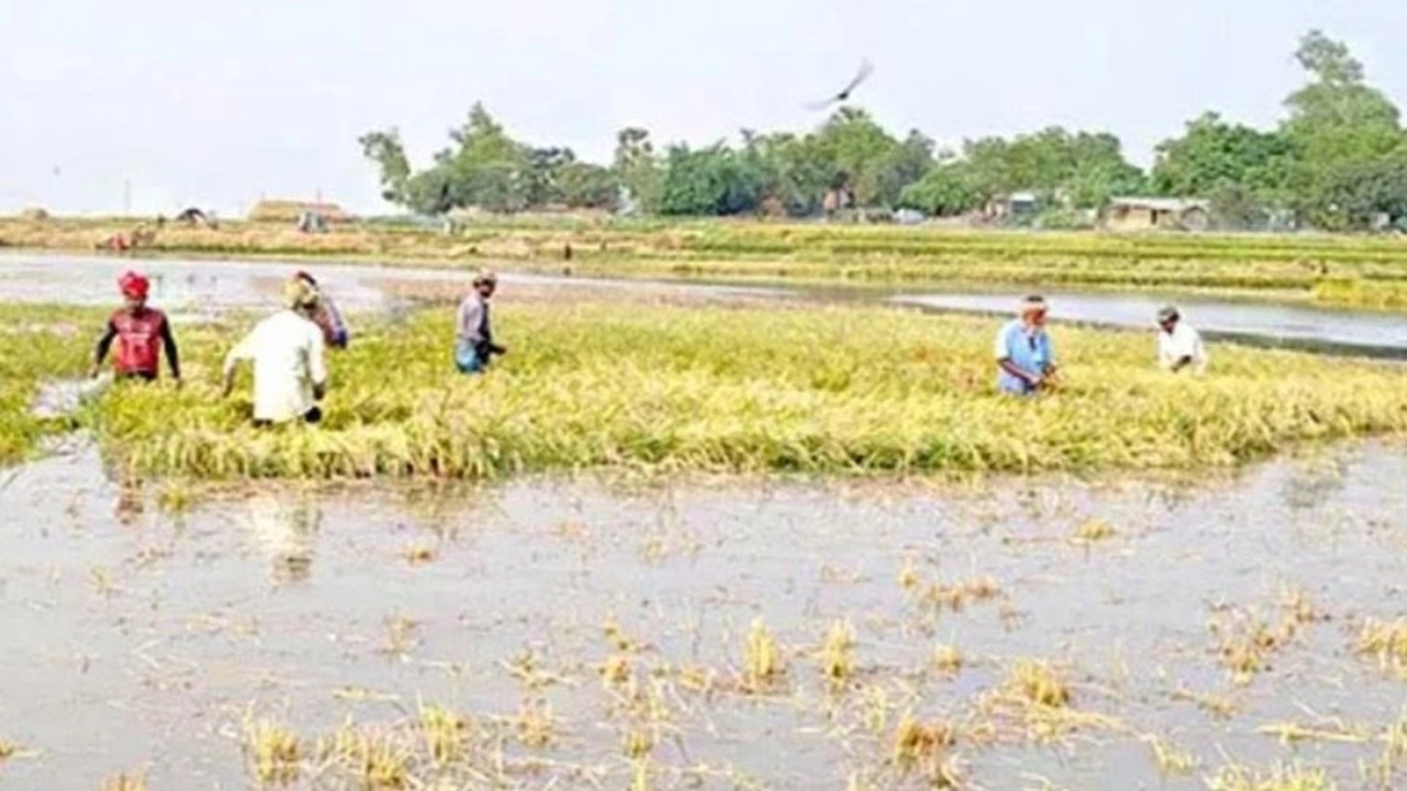 টানা বৃষ্টিতে চাঁপাইনবাবগঞ্জে ৪৫০ বিঘা ধান তলিয়ে গেছে