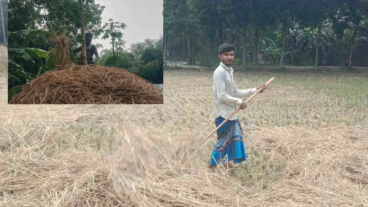নান্দাইলে কৃষকরা ব্যস্ত সময় পার করছেন গো-খাদ্য হিসেবে খড় সংগ্রহ ও সংরক্ষণে