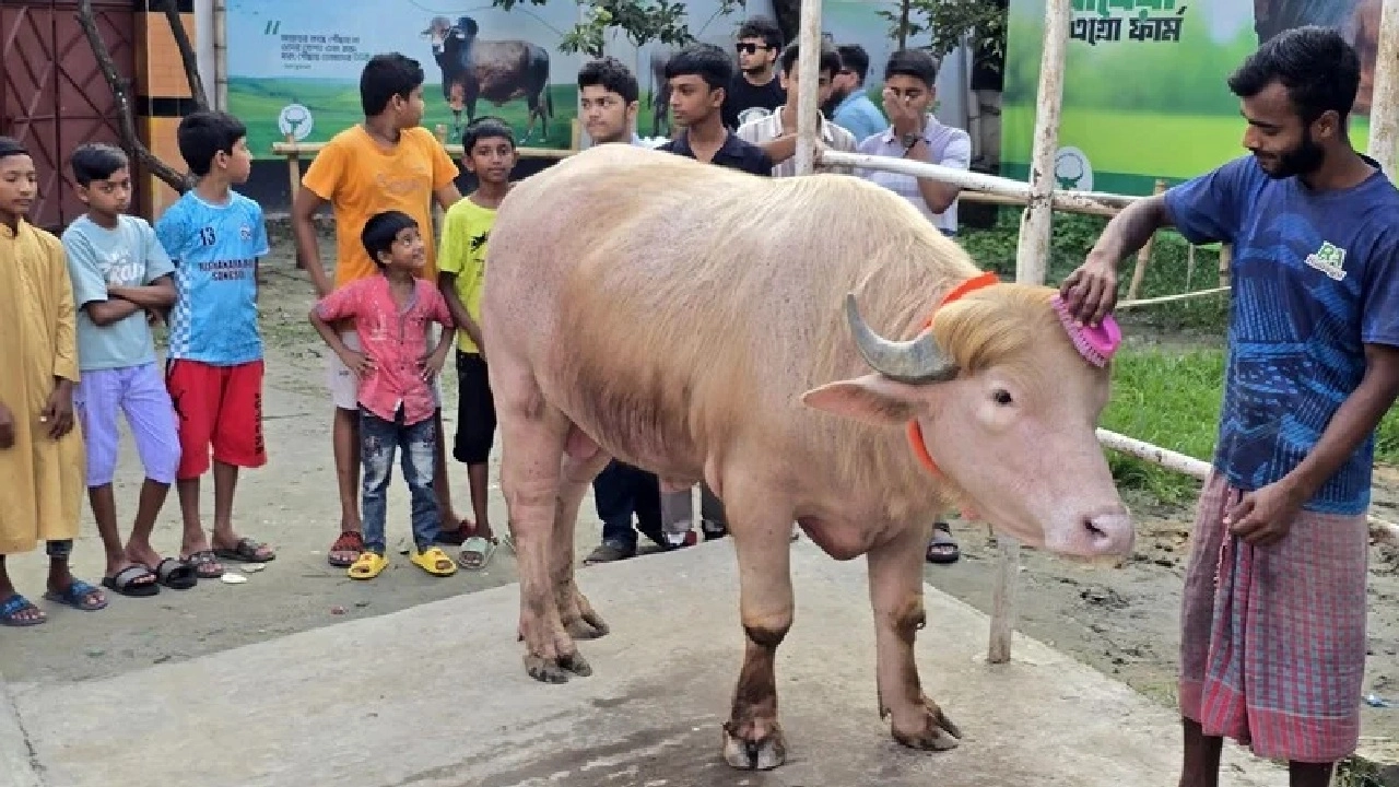 ট্রাম্প নামের গোলাপি রঙের মহিষ