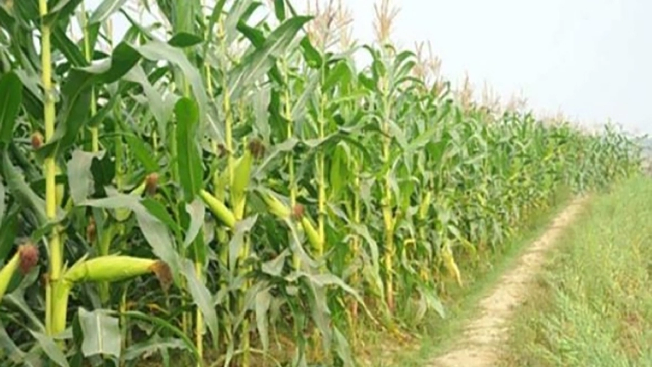 ছবি সংগৃহীত