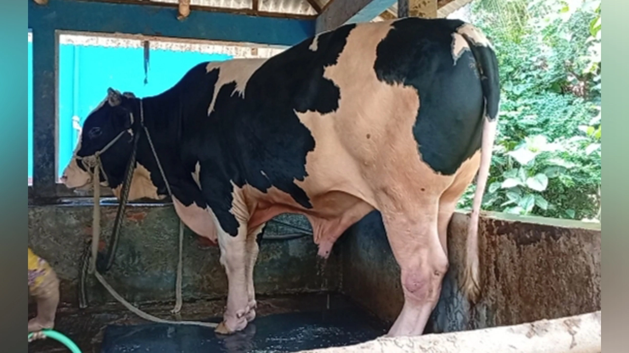 ১১শ’ কেজি ওজনের বিশাল আকৃতির ষাঁড় ‘বাহুবালী’