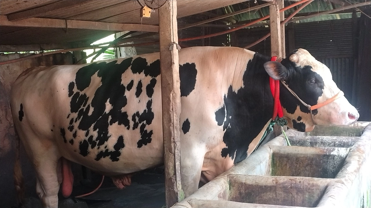 এক টনের ‘জমিদার’ এখন জামালপুরের তারকা, দেখতে ভিড় মানুষের