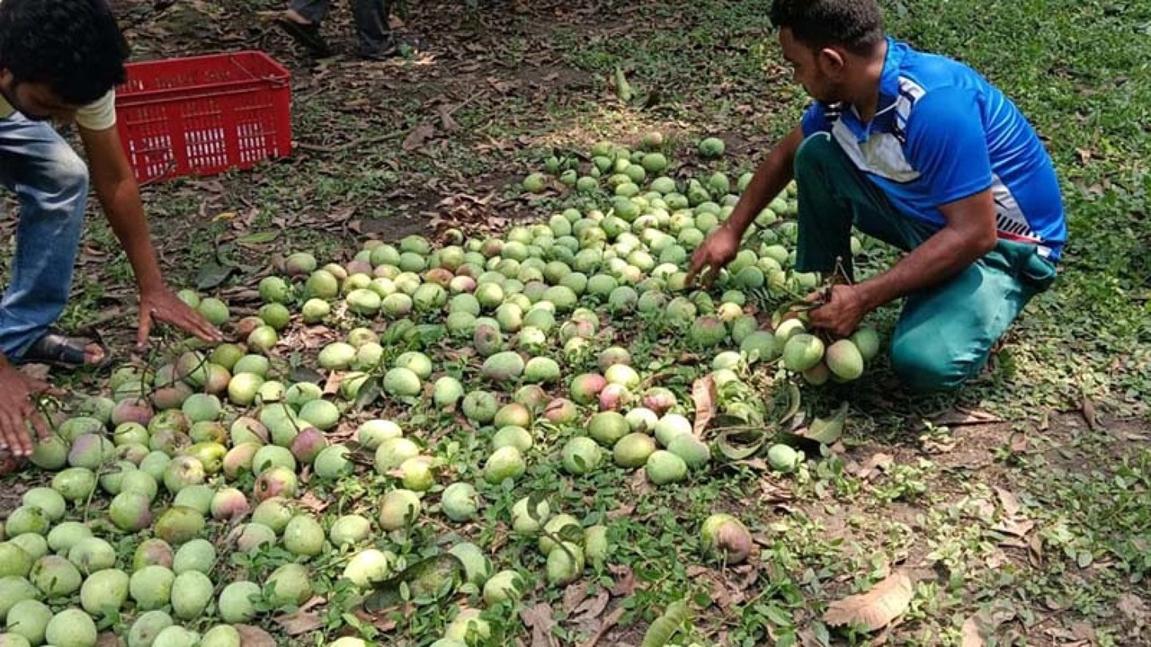 ছবি সংগৃহীত