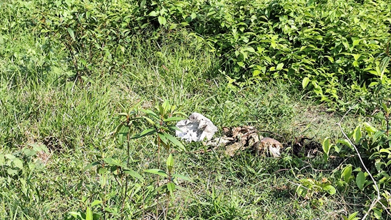 ছবি: এনপিবি নিউজ