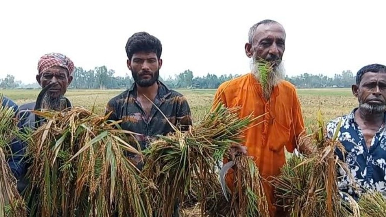 কৃষকদের আহাজারি