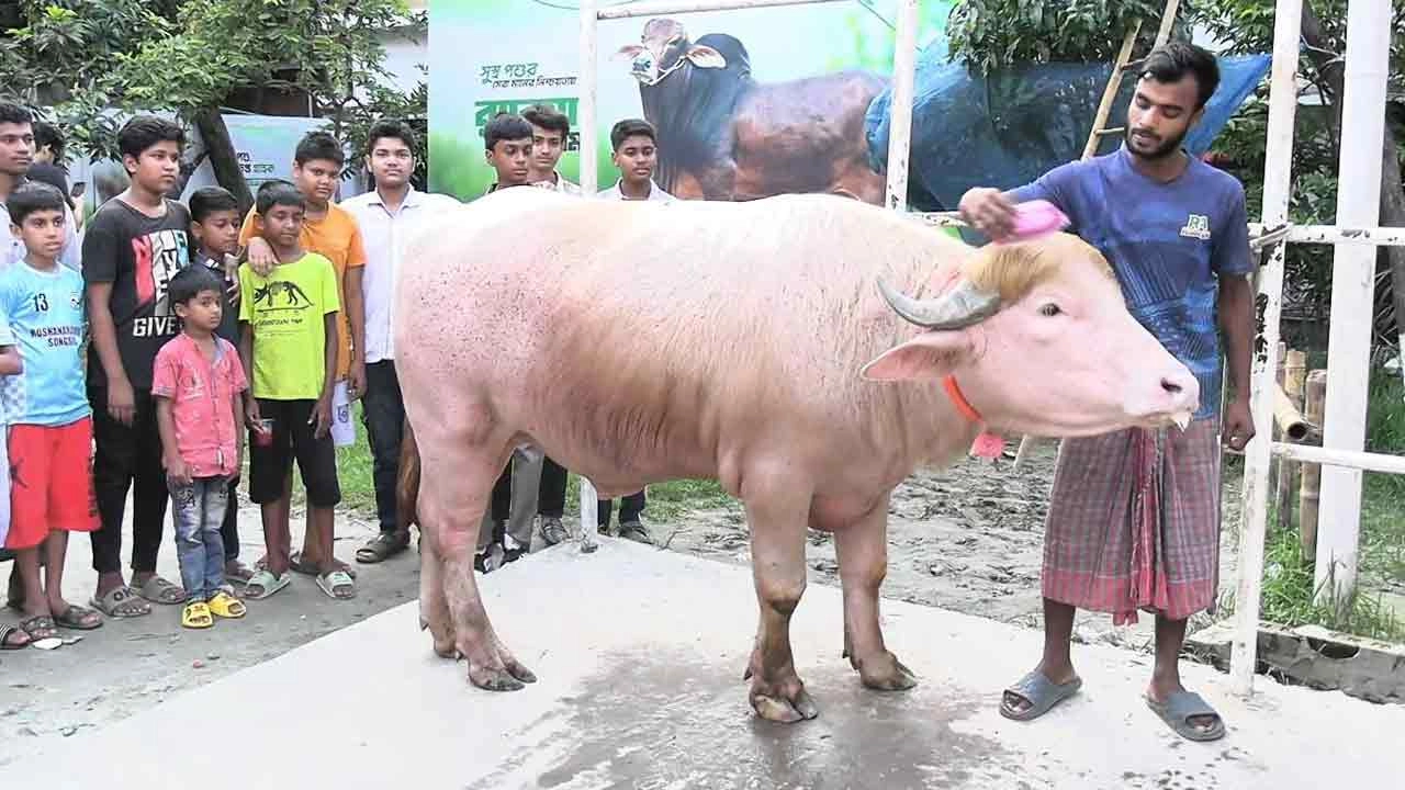 গোলাপি রঙের মহিষটির নাম ‘ডোনাল্ড ট্রাম্প’