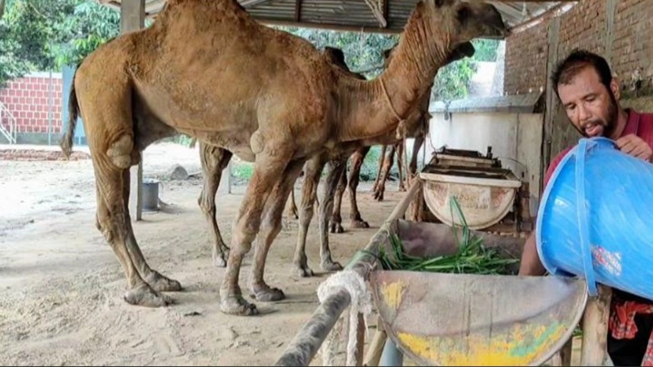 মরুভূমির উট এবার শার্শায়