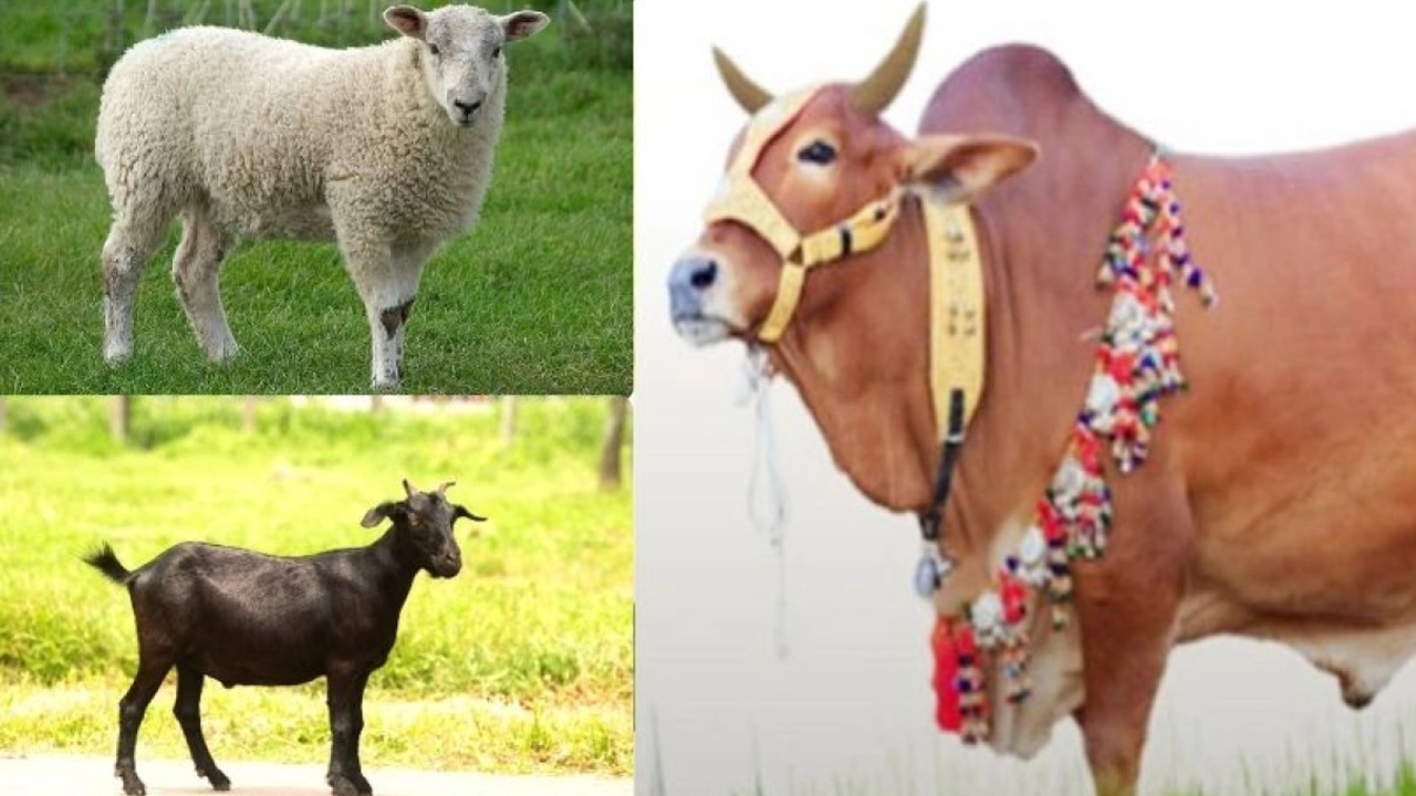 কোন পশুর কত বয়স হলে কোরবানি জায়েজ?