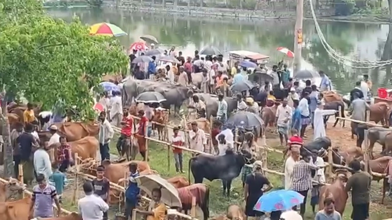আখাউড়ায় ক্রেতাদের পছন্দ মাঝারি গরু