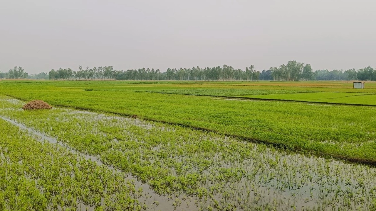 বৃষ্টির পানিতে তলিয়ে গেছে পাটখেত
