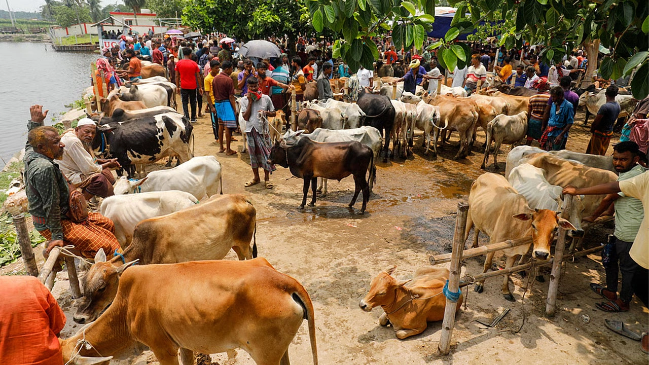 কোরবানির পশু। ছবি : সংগৃহীত