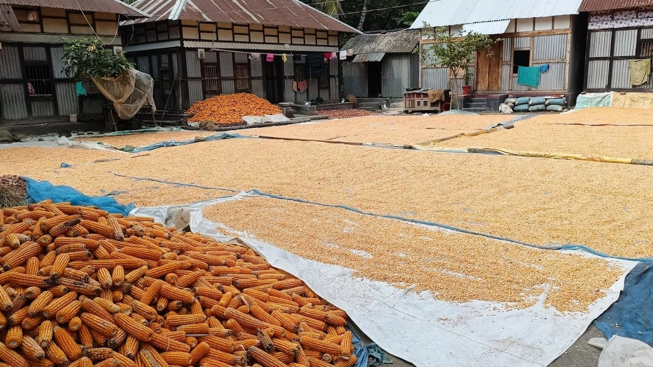মতলব উত্তরে দেওয়ানজীকান্দি গ্রামের একটি বাড়ির আঙিনায় রোদে শুকানো হচ্ছে ভুট্টা। বাজারে দাম কম থাকায় দুশ্চিন্তায় কৃষকরা।