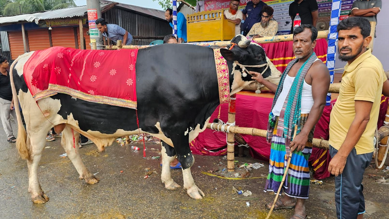 হাটের সেরা ১৫ মণের সাদা মানিক বিক্রি