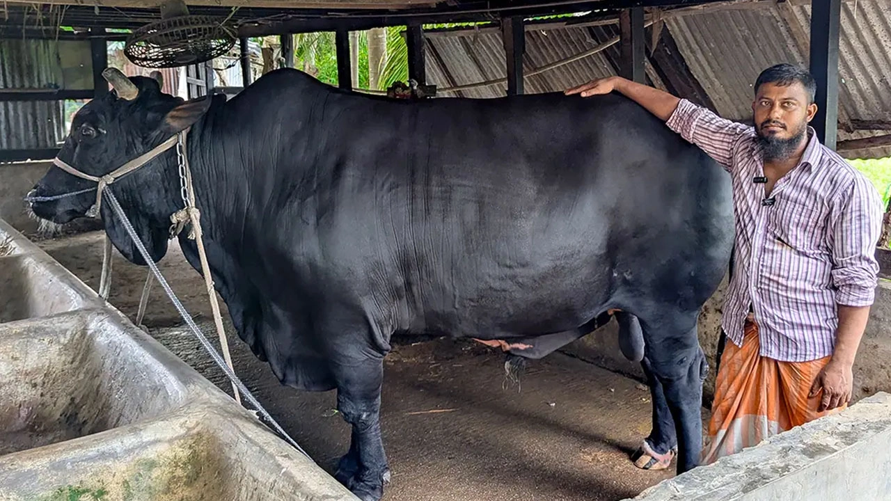 পটুয়াখালীর আলোচিত ষাঁড় ‘কালো মানিক’।