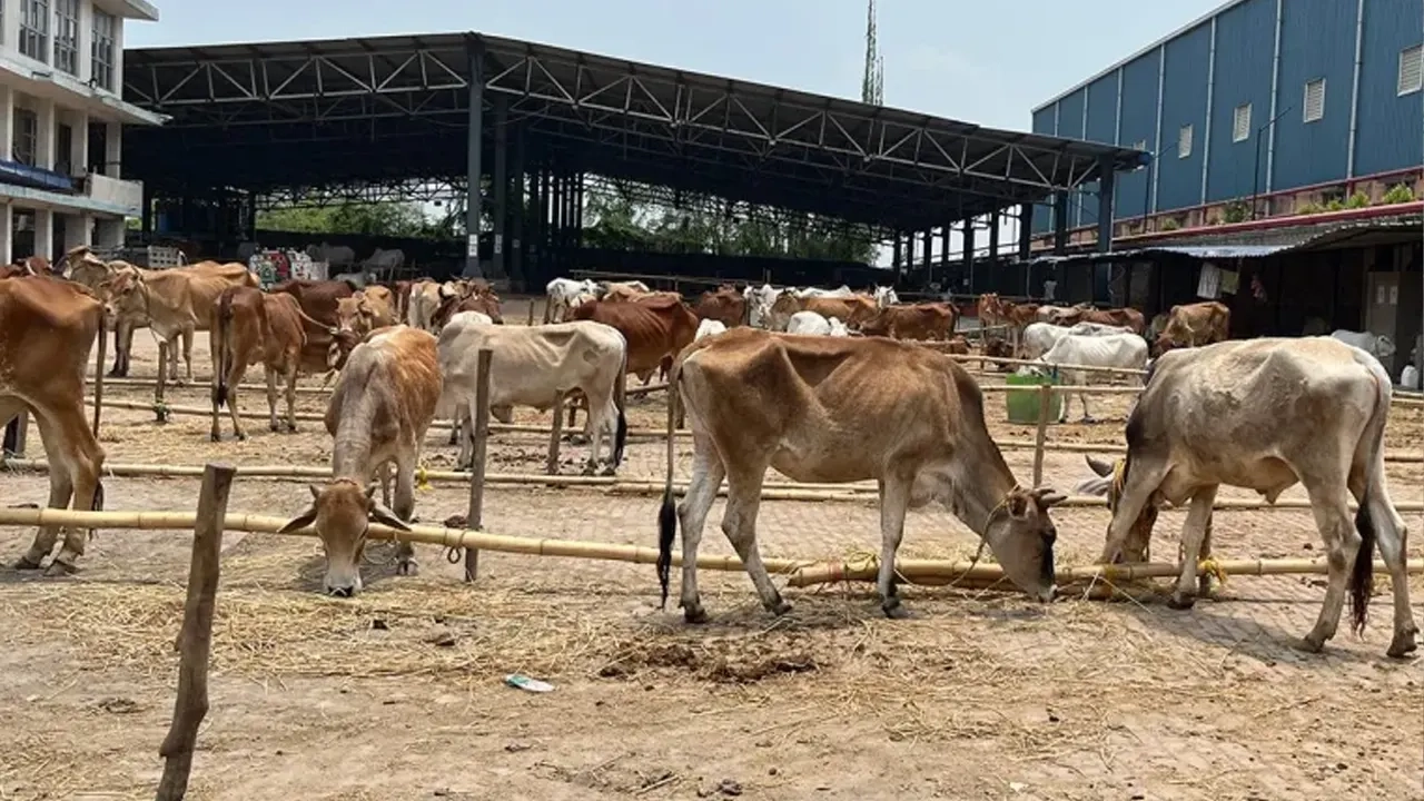 পশ্চিমবঙ্গে গরুর হাটে ক্রেতাশূন্য