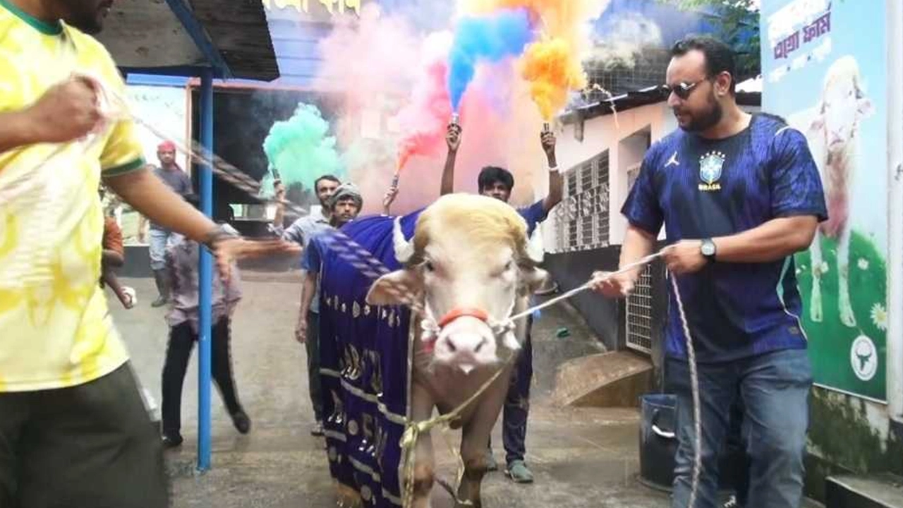 আলোচিত মহিষটিকে রাজকীয় বিদায় দিল ফার্ম কর্তৃপক্ষ ।। ছবি: সংগৃহীত