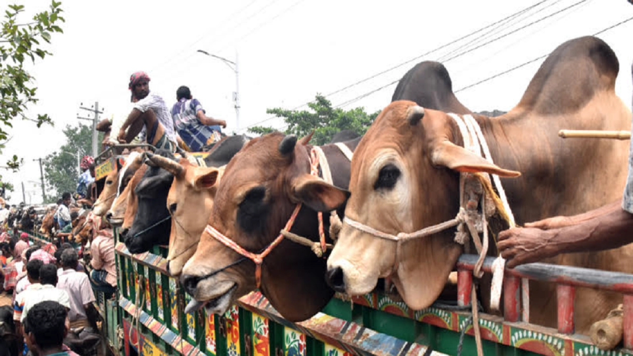 রাজশাহী থেকে ঢাকা-চট্টগ্রামে পশু নিতে পথে পথে চাঁদা