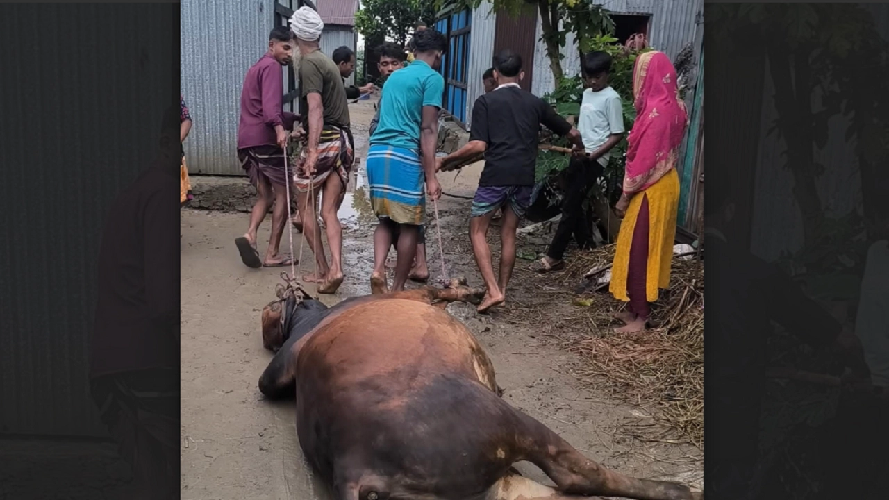 কোরবানির গরুর মৃত্যু