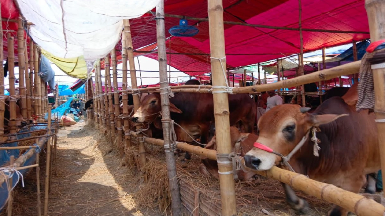 নারায়ণগঞ্জ সদর উপজেলার কয়েকটি কোরবানির পশুর হাট