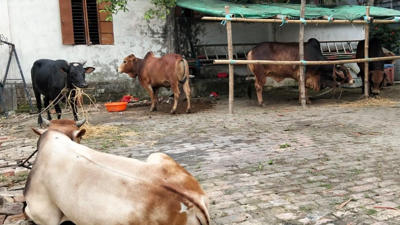 খালেদা জিয়ার রূহের মাগফিরাত কামনায় ৯ গরু কোরবানির ঘোষণা