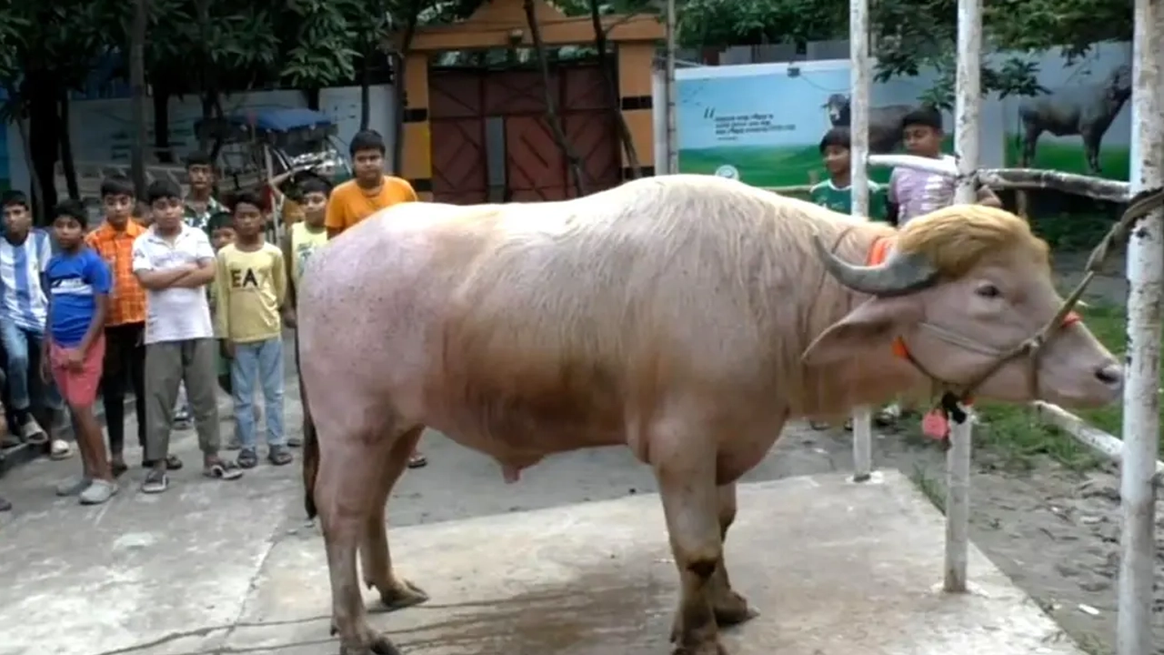 ফাইল ছবি