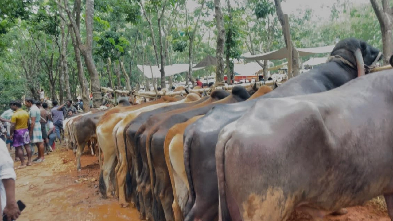 ঘুমধুমের কোরবানির পশুর হাট